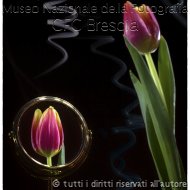 SimoneMatti-Ritratto di tulipano